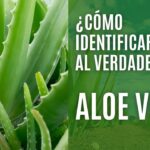 aloe vera como saber si es