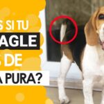 beagle como saber si es puro