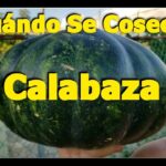 calabaza como saber si esta madura