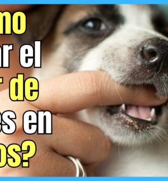 como saber si a mi perro le duele los dientes