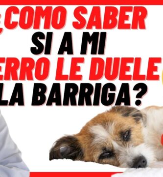 como saber si a tu perro le duele el estomago