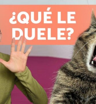 como saber si a un gato le duele algo