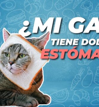 como saber si a un gato le duele el estomago