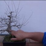 como saber si bonsai esta muerto