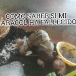 como saber si caracol esta muerto