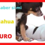 como saber si chihuahua es puro