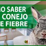 como saber si conejo tiene fiebre