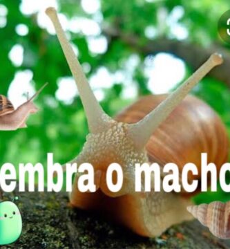 como saber si el caracol es macho o hembra