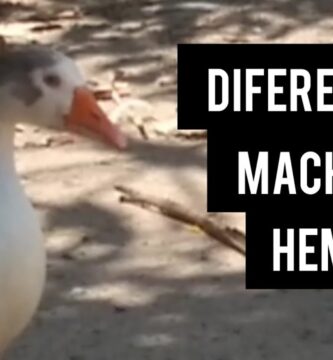como saber si el ganso es macho o hembra