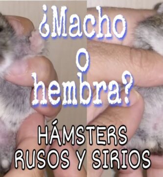 como saber si el hamster es hembra o macho