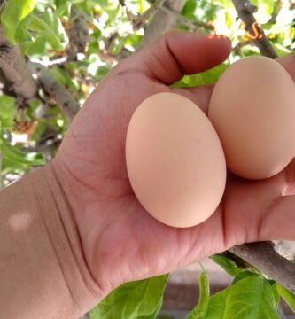 como saber si el huevo es gallo o gallina