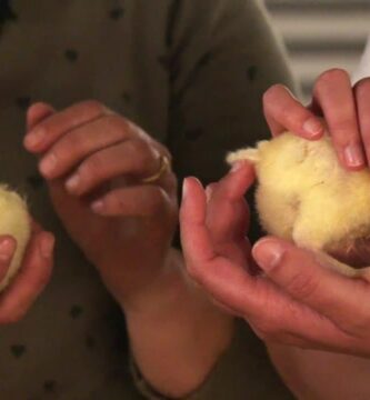 como saber si el pollito es gallo o gallina
