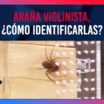 como saber si es araña violinista