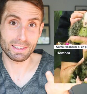 como saber si es hembra o macho un gatito bebe