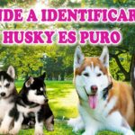 como saber si es husky