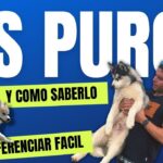 como saber si es husky puro