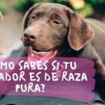 como saber si es labrador puro