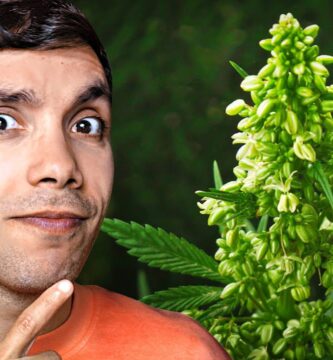 como saber si es macho o hembra planta de marihuana