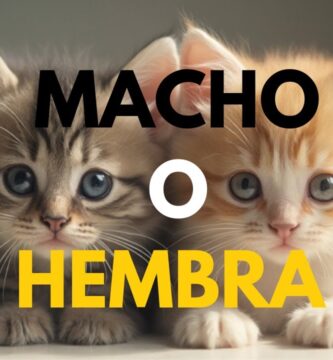 como saber si es macho o hembra un gatito bebe