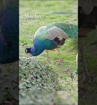 como saber si es macho o hembra un pavo real