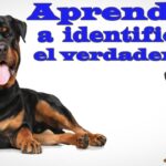 como saber si es rottweiler