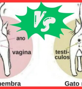 como saber si es un gato macho o hembra