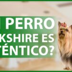 como saber si es yorkshire