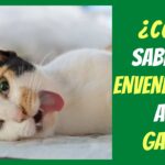 como saber si gato esta envenenado