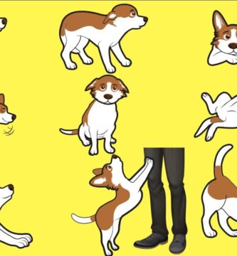 como saber si hay perro