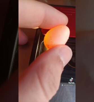 como saber si hay un pollito en un huevo