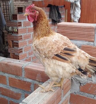 como saber si la gallina va a poner huevo