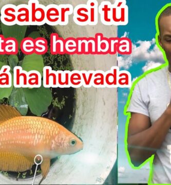 como saber si la hembra betta esta lista para reproducirse