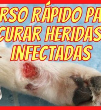 como saber si la herida de un perro esta infectada