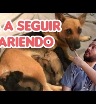 como saber si la perra ha terminado de parir