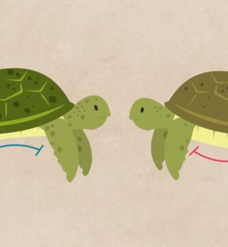 como saber si la tortuga es hembra o macho