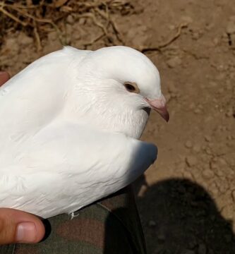 como saber si las palomas son machos o hembras