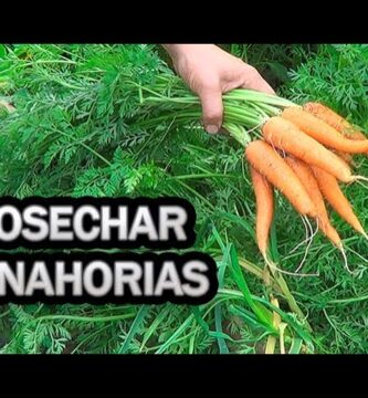 como saber si las zanahorias estan listas para cosechar