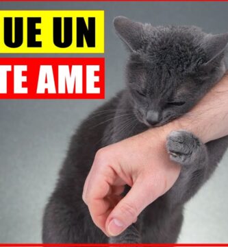 como saber si le caigo bien a un gato