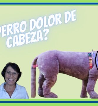 como saber si le duele la cabeza a mi perro