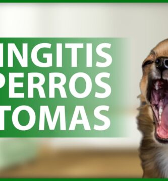 como saber si le duele la garganta a mi perro