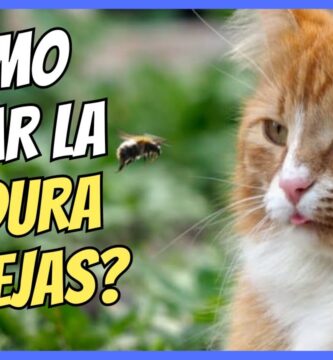 como saber si le picó una abeja a mi gato