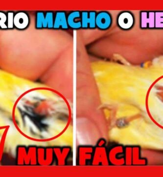 como saber si los canarios son machos o hembras