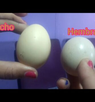 como saber si los huevos son hembras o machos
