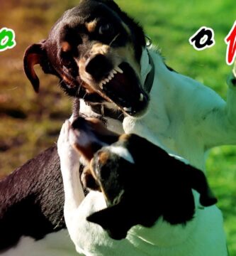 como saber si los perros estan jugando o peleando