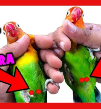 como saber si mi agaporni es hembra o macho