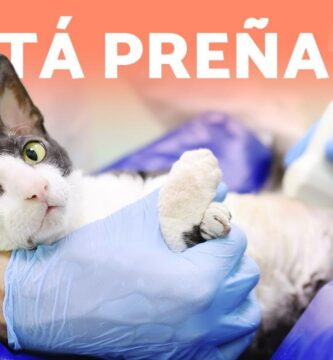 como saber si mi gata está embarazada o gorda