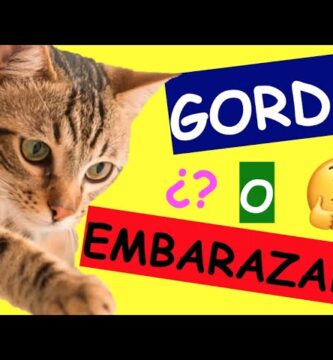 como saber si mi gata está gorda o embarazada
