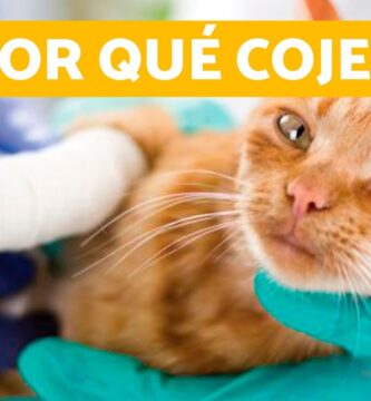 como saber si mi gato se fracturó la pata