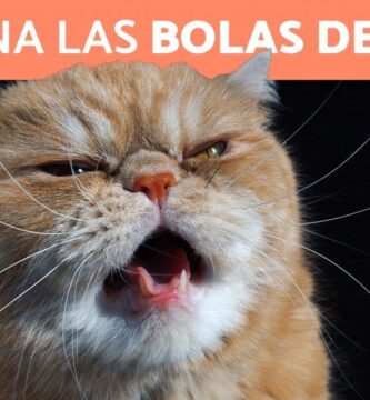 como saber si mi gato tiene bolas de pelo
