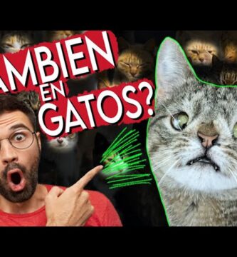 como saber si mi gato tiene síndrome de down